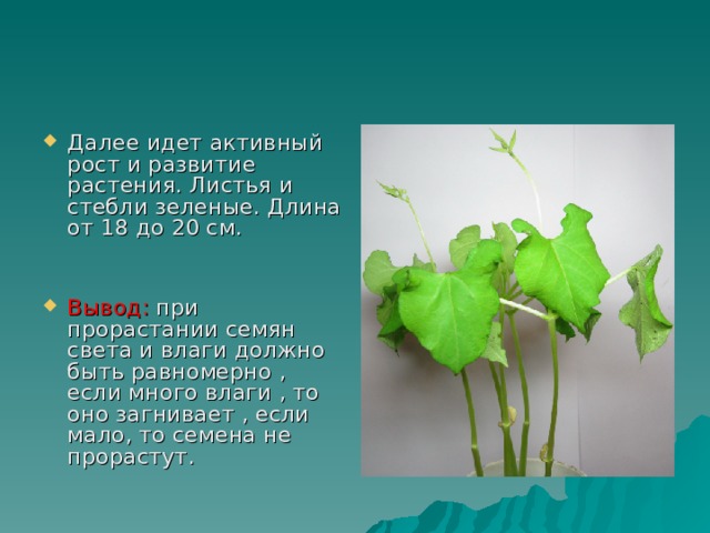 Далее идет активный рост и развитие растения. Листья и стебли зеленые. Длина от 18 до 20 см.   Вывод: при прорастании семян света и влаги должно быть равномерно , если много влаги , то оно загнивает , если мало, то семена не прорастут.