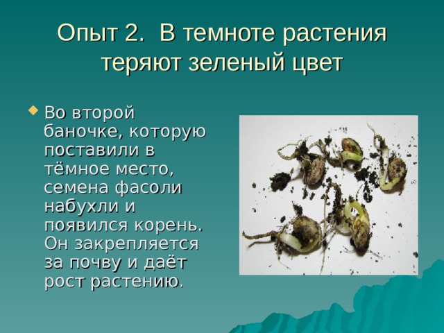 Опыт 2. В темноте растения теряют зеленый цвет