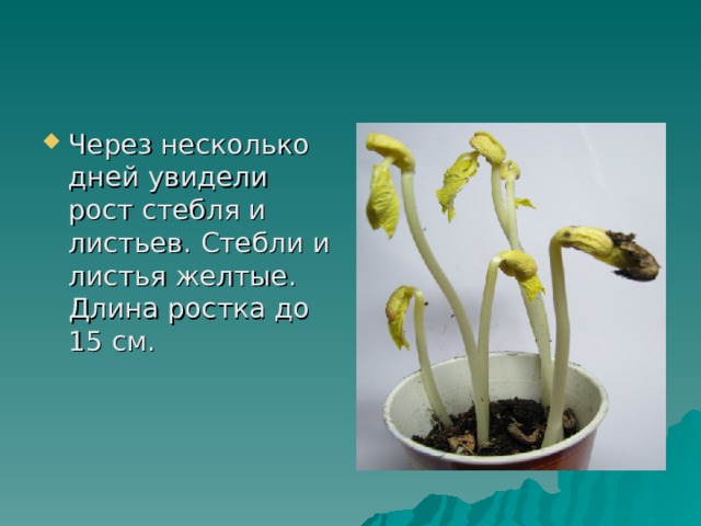 Через несколько дней увидели рост стебля и листьев. Стебли и листья желтые. Длина ростка до 15 см.