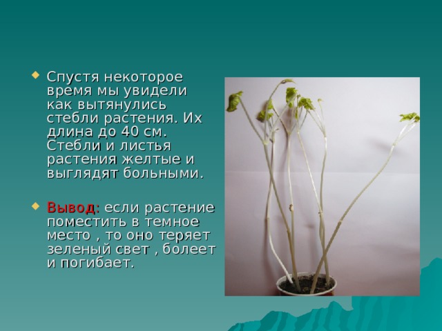 Спустя некоторое время мы увидели как вытянулись стебли растения. Их длина до 40 см. Стебли и листья растения желтые и выглядят больными.  Вывод: если растение поместить в темное место , то оно теряет зеленый свет , болеет и погибает.