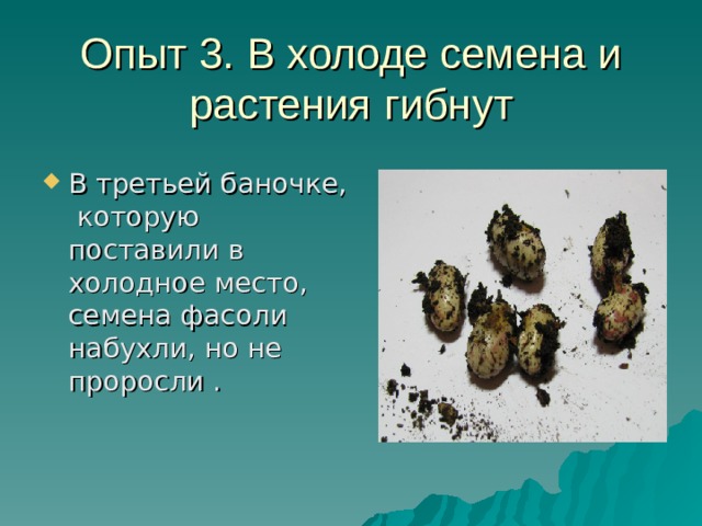 Опыт 3. В холоде семена и растения гибнут