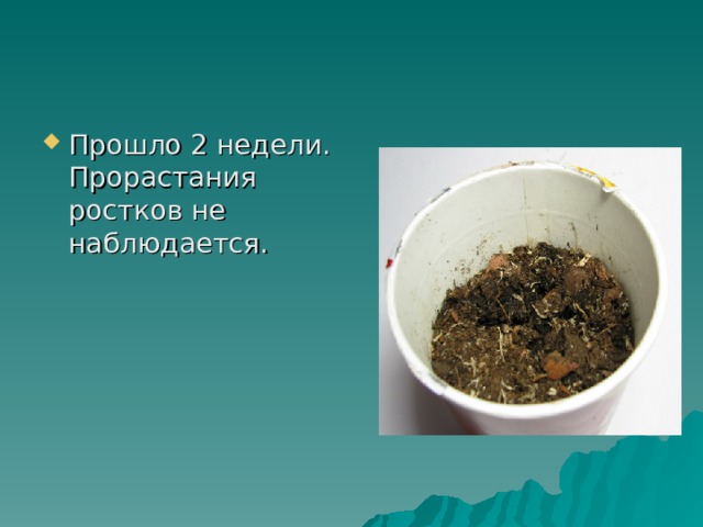 Прошло 2 недели. Прорастания ростков не наблюдается.