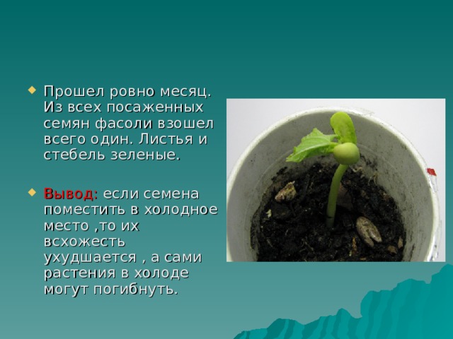 Прошел ровно месяц. Из всех посаженных семян фасоли взошел всего один. Листья и стебель зеленые.  Вывод: если семена поместить в холодное место ,то их всхожесть ухудшается , а сами растения в холоде могут погибнуть.