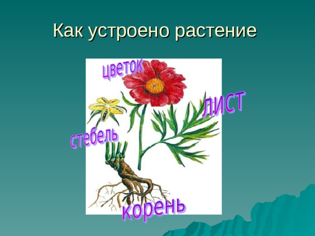 Как устроено растение