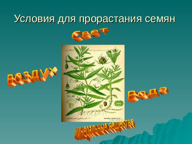 Условия для прорастания семян