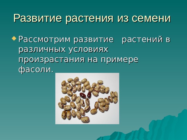 Развитие растения из семени
