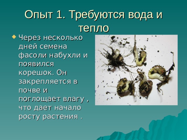Опыт 1. Требуются вода и тепло