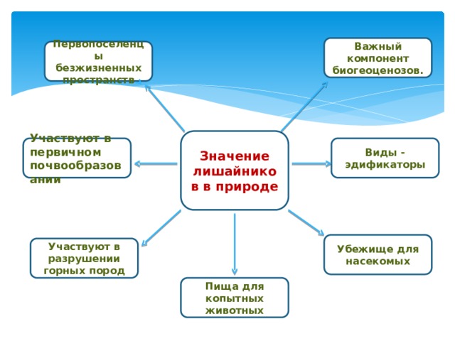Важный компонент биогеоценозов. Первопоселенцы безжизненных пространств Значение лишайников в природе Участвуют в первичном почвообразовании Виды - эдификаторы Убежище для насекомых Участвуют в разрушении горных пород Пища для копытных животных 