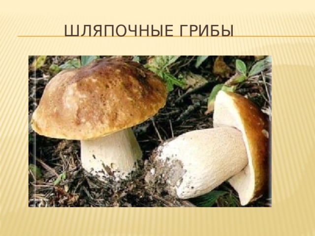  Шляпочные грибы 