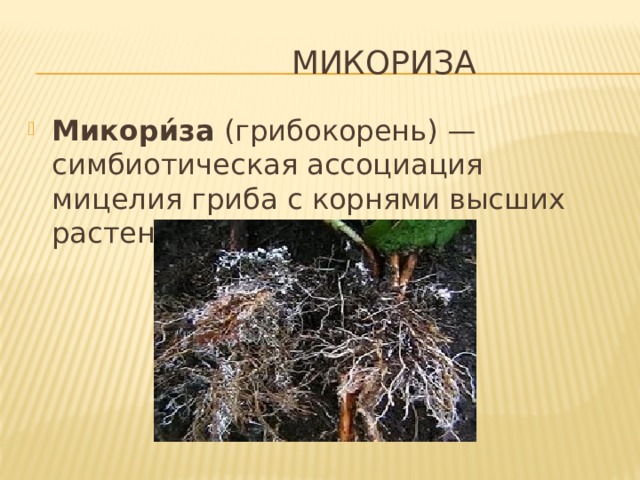  Микориза Микори́за (грибокорень) — симбиотическая ассоциация мицелия гриба с корнями высших растений. 