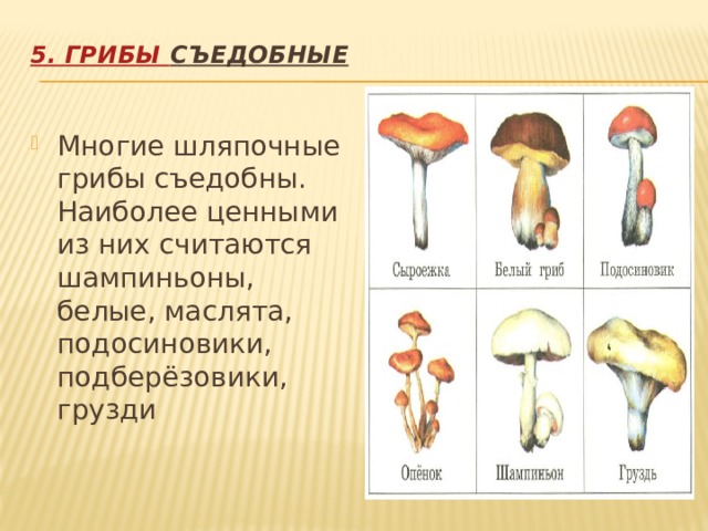 5. Грибы съедобные   Многие шляпочные грибы съедобны. Наиболее ценными из них считаются шампиньоны, белые, маслята, подосиновики, подберёзовики, грузди 