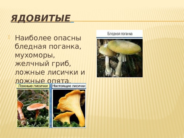  ядовитые  Наиболее опасны бледная поганка, мухоморы, желчный гриб, ложные лисички и ложные опята. 