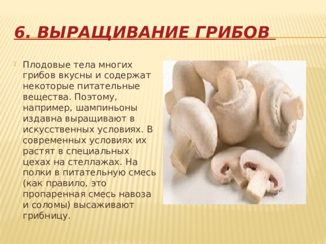 6. Выращивание грибов  Плодовые тела многих грибов вкусны и содержат некоторые питательные вещества. Поэтому, например, шампиньоны издавна выращивают в искусственных условиях. В современных условиях их растят в специальных цехах на стеллажах. На полки в питательную смесь (как правило, это пропаренная смесь навоза и соломы) высаживают грибницу. 
