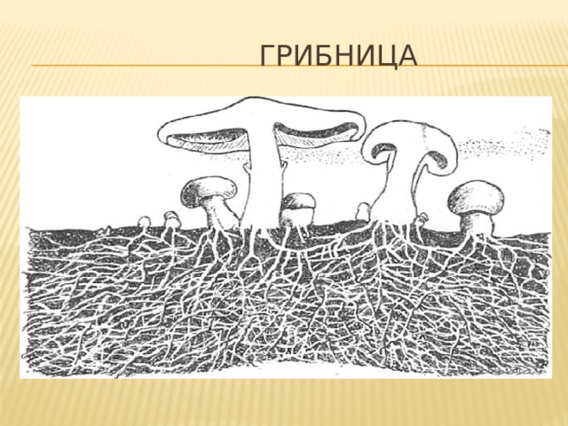  Грибница 