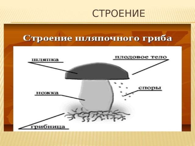  Строение 