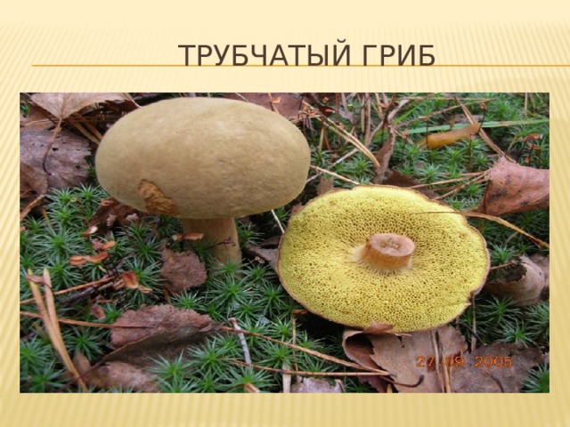  Трубчатый гриб 