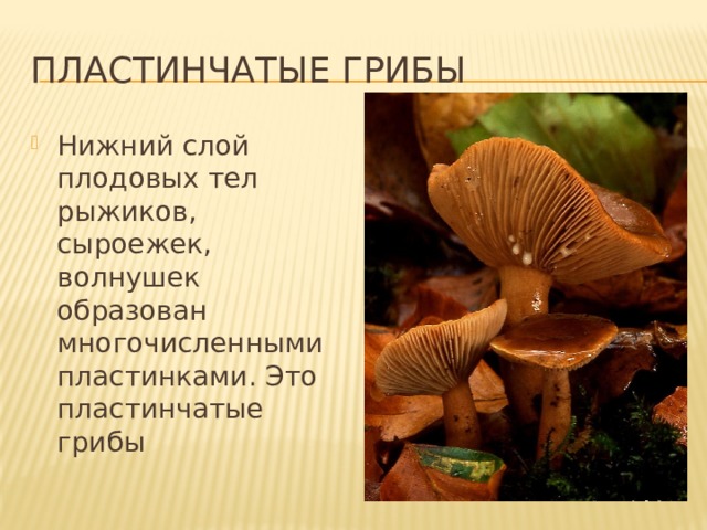 Пластинчатые грибы Нижний слой плодовых тел рыжиков, сыроежек, волнушек образован многочисленными пластинками. Это пластинчатые грибы 
