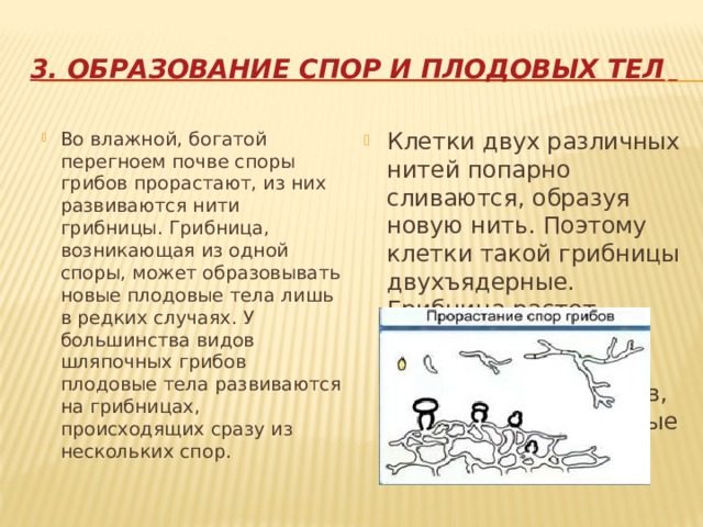 3. Образование спор и плодовых тел  Во влажной, богатой перегноем почве споры грибов прорастают, из них развиваются нити грибницы. Грибница, возникающая из одной споры, может образовывать новые плодовые тела лишь в редких случаях. У большинства видов шляпочных грибов плодовые тела развиваются на грибницах, происходящих сразу из нескольких спор. Клетки двух различных нитей попарно сливаются, образуя новую нить. Поэтому клетки такой грибницы двухъядерные. Грибница растет медленно, лишь накопив запасы питательных веществ, она образует плодовые тела. 