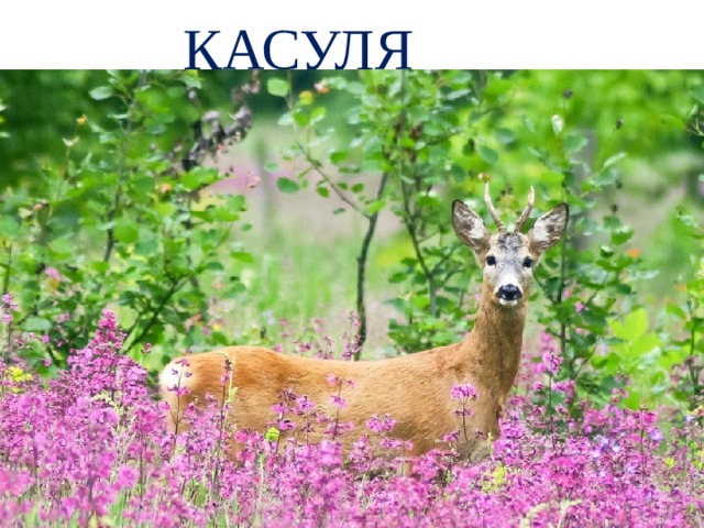 КАСУЛЯ 
