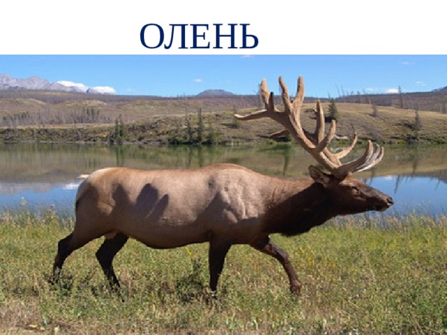 ОЛЕНЬ 