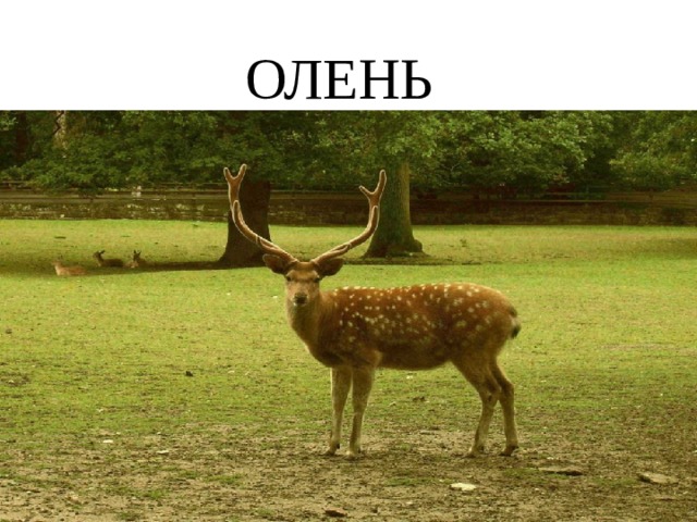 ОЛЕНЬ 