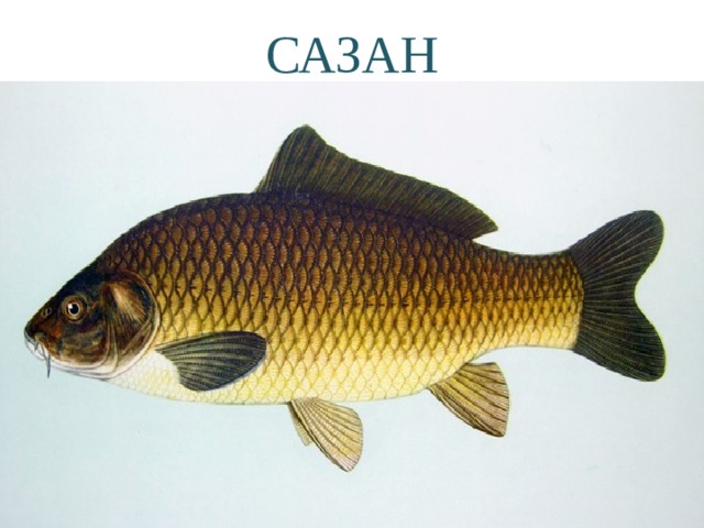 САЗАН 