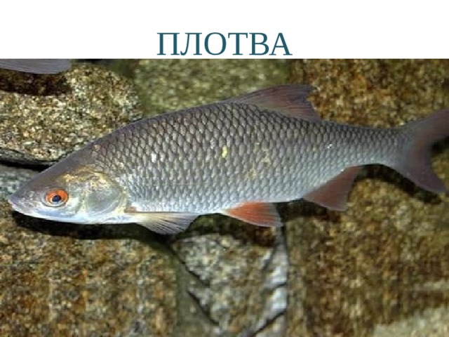 ПЛОТВА 