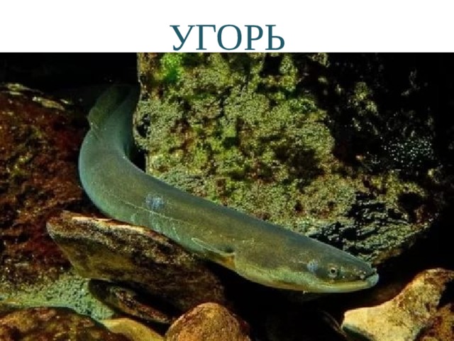 УГОРЬ 
