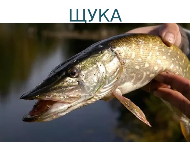 ЩУКА 