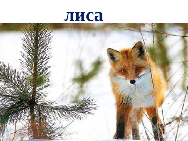 лиса 