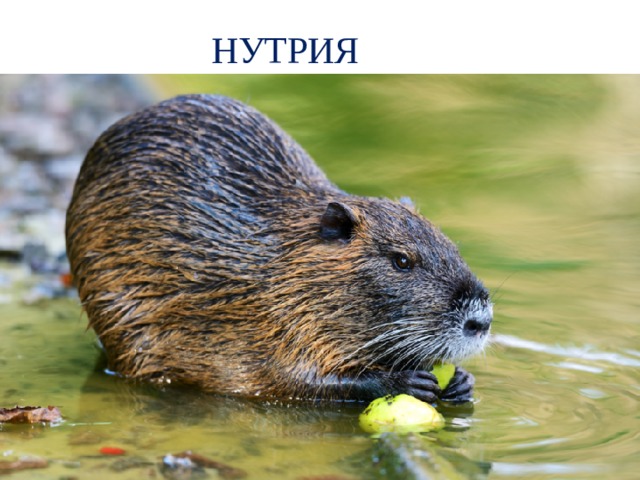 НУТРИЯ 