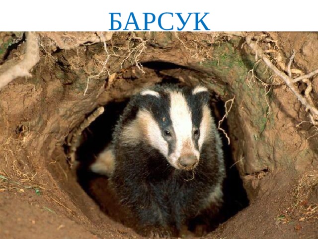 БАРСУК 