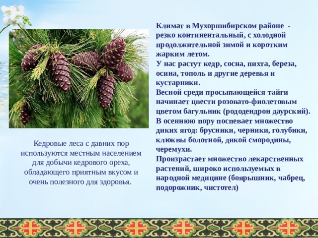 Климат в Мухоршибирском районе - резко континентальный, с холодной продолжительной зимой и коротким жарким летом. У нас растут кедр, сосна, пихта, береза, осина, тополь и другие деревья и кустарники. Весной среди просыпающейся тайги начинает цвести розовато-фиолетовым цветом багульник (рододендрон даурский). В осеннюю пору поспевает множество диких ягод: брусники, черники, голубики, клюквы болотной, дикой смородины, черемухи. Произрастает множество лекарственных растений, широко используемых в народной медицине (боярышник, чабрец, подорожник, чистотел) Кедровые леса с давних пор используются местным населением для добычи кедрового ореха, обладающего приятным вкусом и очень полезного для здоровья .  