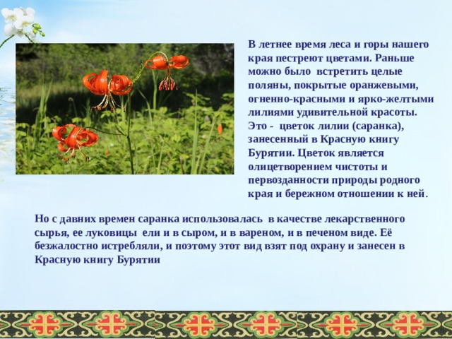 В летнее время леса и горы нашего края пестреют цветами. Раньше можно было встретить целые поляны, покрытые оранжевыми, огненно-красными и ярко-желтыми лилиями удивительной красоты. Это - цветок лилии (саранка), занесенный в Красную книгу Бурятии. Цветок является олицетворением чистоты и первозданности природы родного края и бережном отношении к ней . Но с давних времен саранка использовалась в качестве лекарственного сырья, ее луковицы ели и в сыром, и в вареном, и в печеном виде. Её безжалостно истребляли, и поэтому этот вид взят под охрану и занесен в Красную книгу Бурятии  