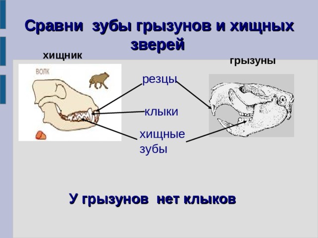 Сравни зубы грызунов и хищных зверей  хищник грызуны резцы клыки хищные зубы  У грызунов нет клыков   