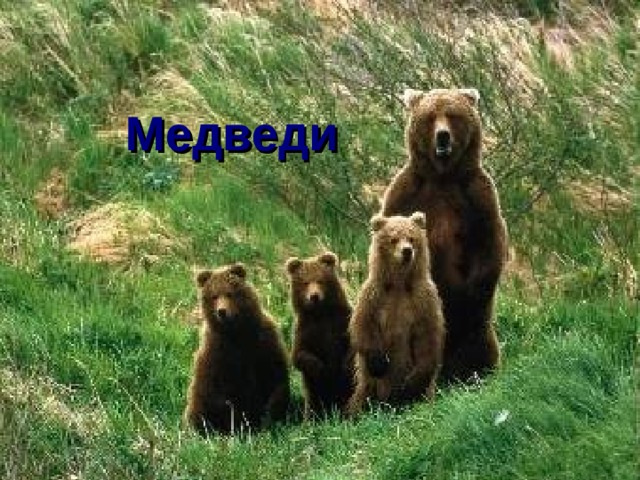 Медведи 