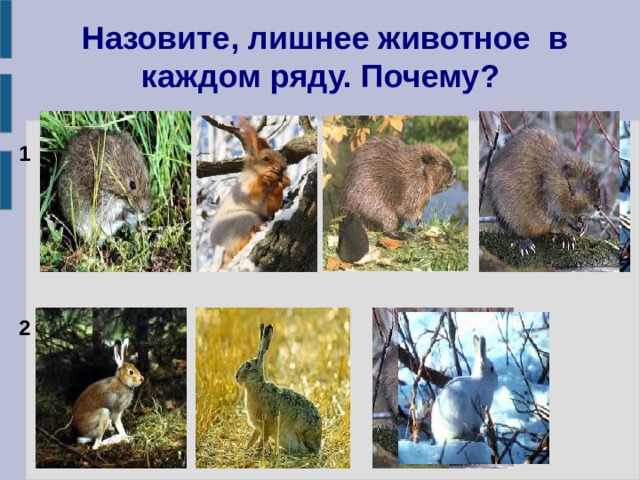 Назовите, лишнее животное в каждом ряду. Почему?  1 2 