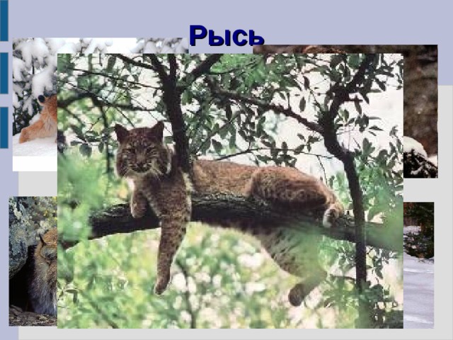 Рысь 