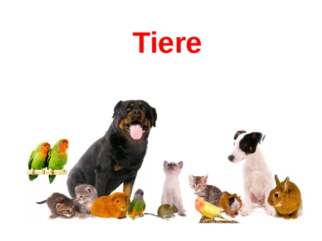 Tiere Ha 
