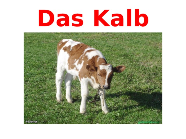 Das Kalb 
