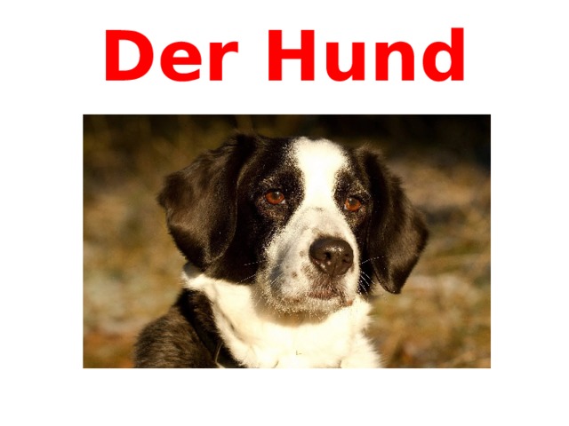 Der Hund 