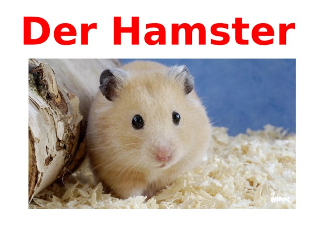 Der Hamster 