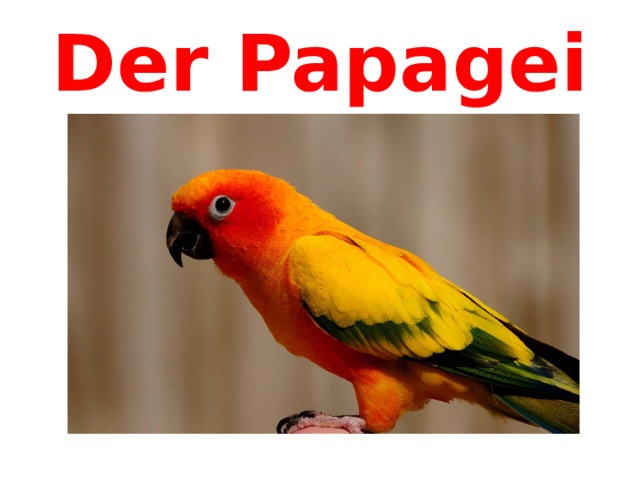 Der Papagei 