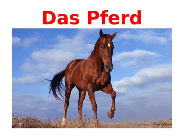 Das Pferd 