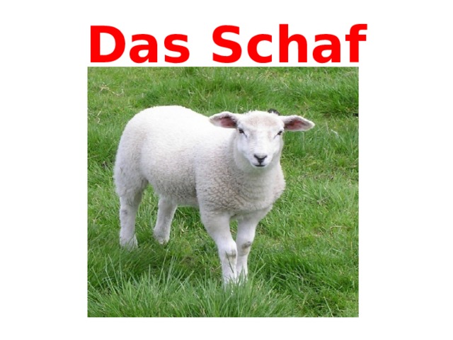 Das Schaf 