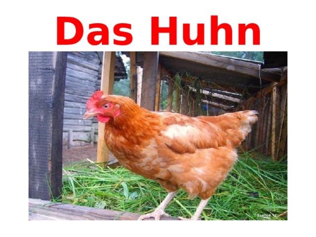 Das Huhn 
