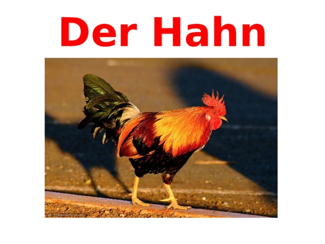 Der Hahn 