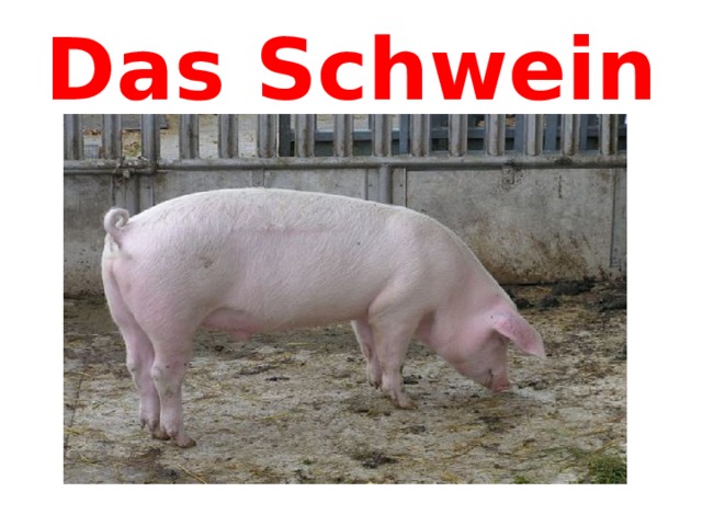 Das Schwein 