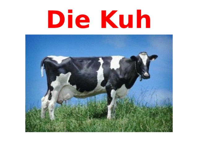 Die Kuh 