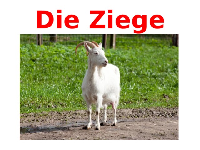 Die Ziege 